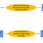 Fig. 3 Meccanismi d’azione dell’inibizione recettoriale combinata neprilisina – angiotensina