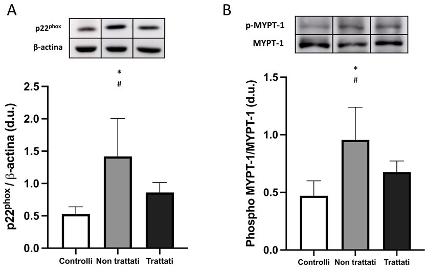 Figura 1: A) L’espressione proteica di p22 phox è significativamente aumentata nei pazienti ADPKD