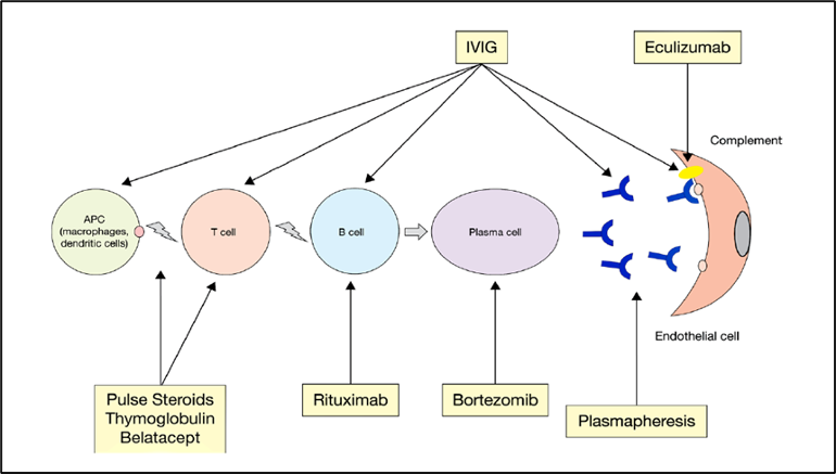 Figura 10: Opzioni terapeutiche per il rigetto anticorpo-mediato. Djamali et al. Am J transplant 2014;14:255.