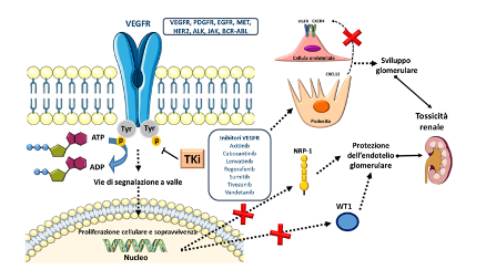 Figura 1. Target farmacologico dei farmaci TKI diretti contro il VEGFR e meccanismi molecolari sottesi alla loro tossicità renale.