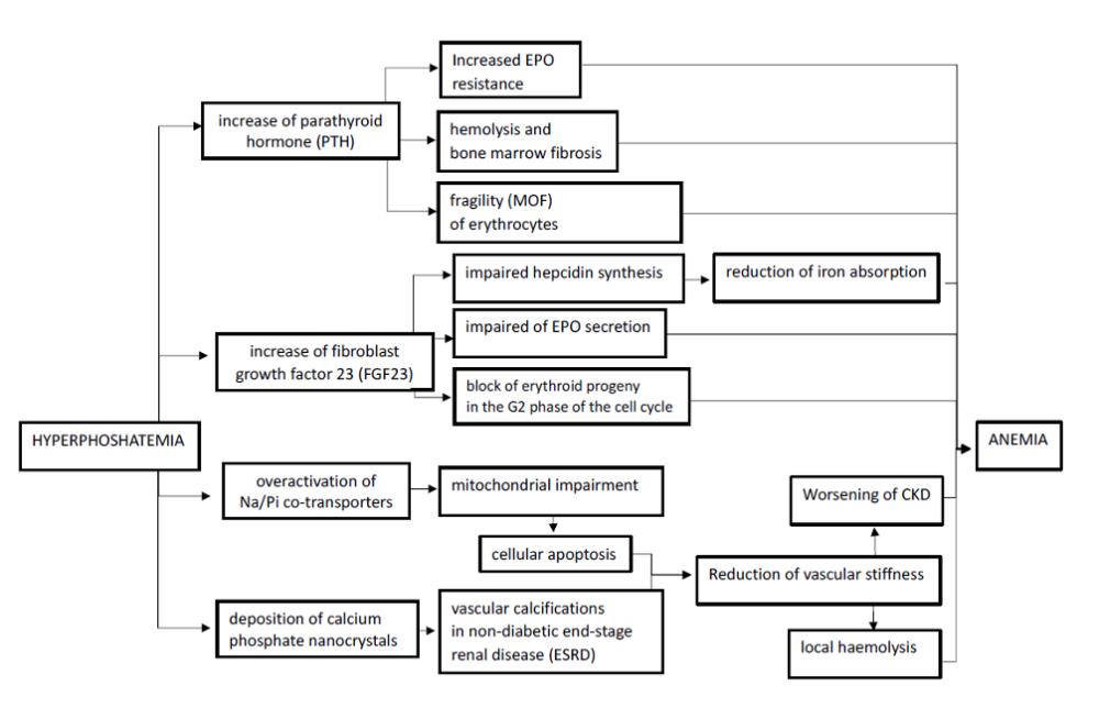 Figure 1. Pathogenic ways related to hyperphosphatemia causing anemia.